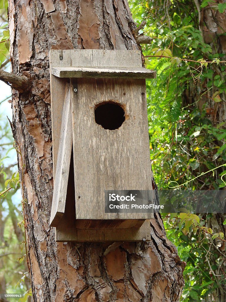 Cabane à oiseaux - Photo de Aile d'animal libre de droits