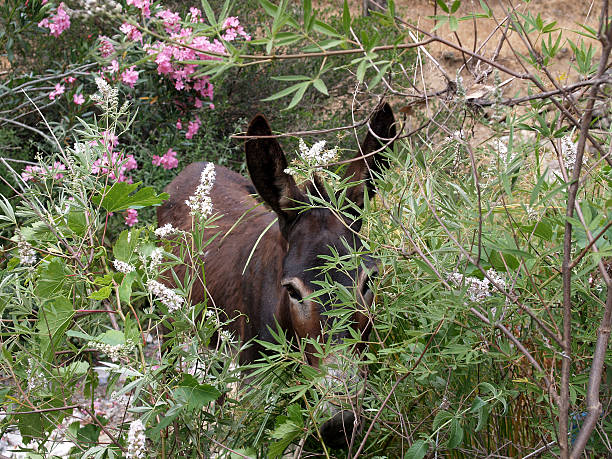 greek donkey stock photo