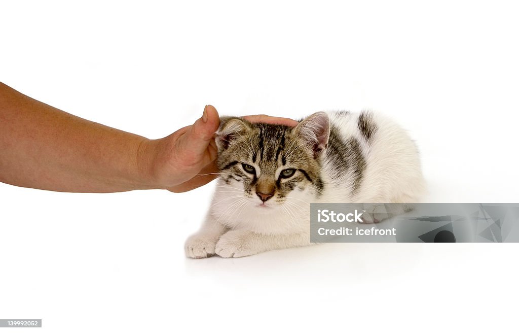Милый cat - Стоковые фото Гладить рукой роялти-фри