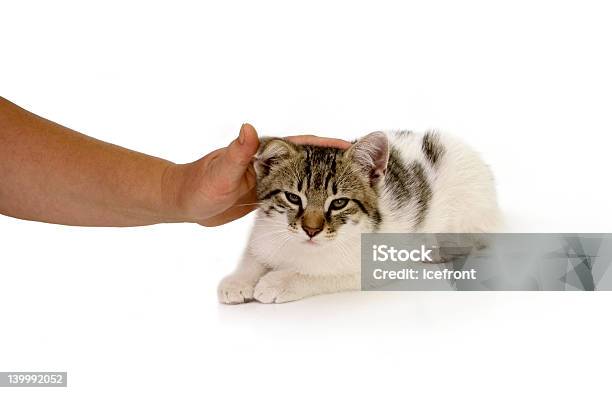 Милый Cat — стоковые фотографии и другие картинки Гладить рукой - Гладить рукой, Горизонтальный, Домашние животные
