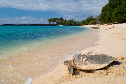 Sea Turtle on the tropical beach