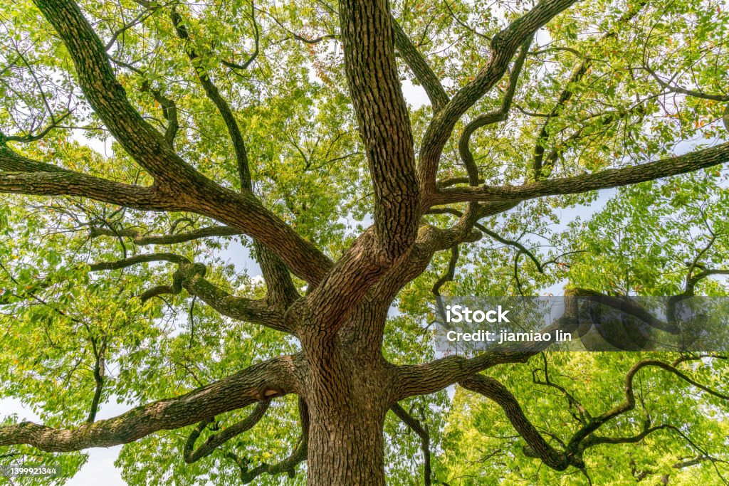 Green tree canopy under blue sky and white clouds Oak Tree Stock Photo