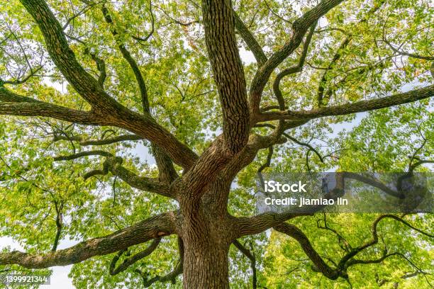 Green Tree Canopy Under Blue Sky And White Clouds Stock Photo - Download Image Now - Oak Tree, Tree Trunk, Close-up