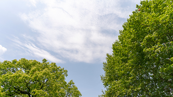 Green tree canopy under blue sky and white clouds