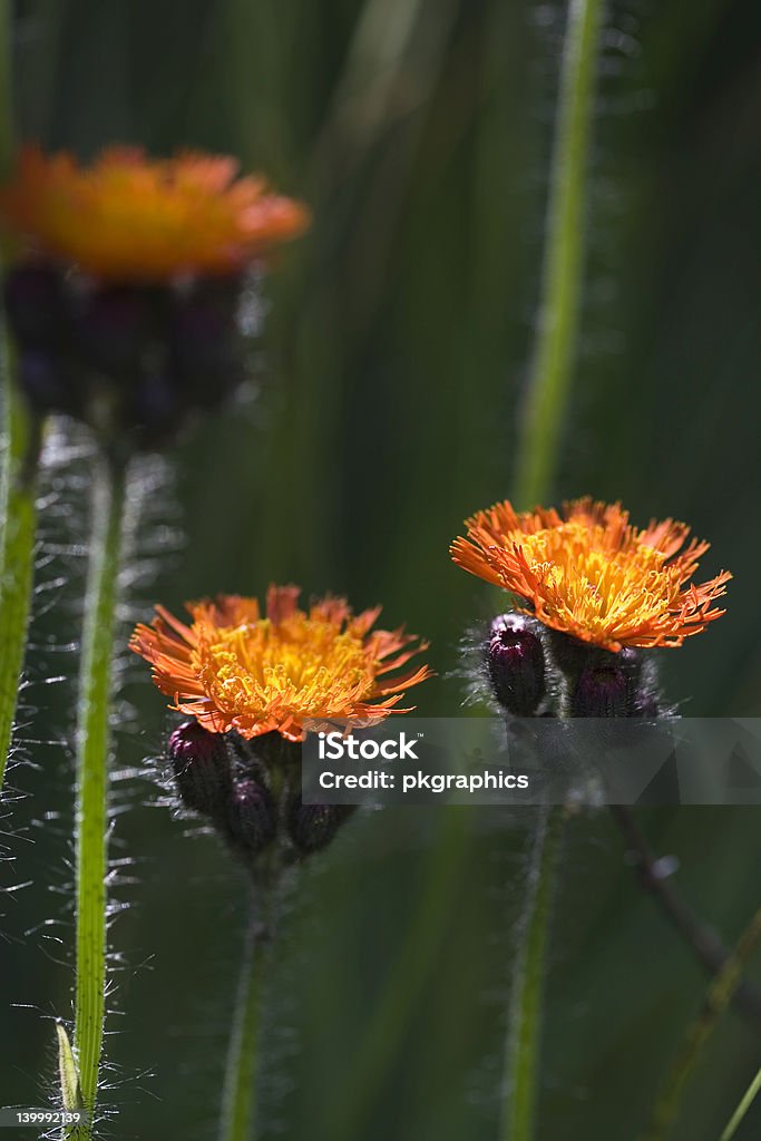 Flores de Orange - Foto de stock de Aire libre libre de derechos