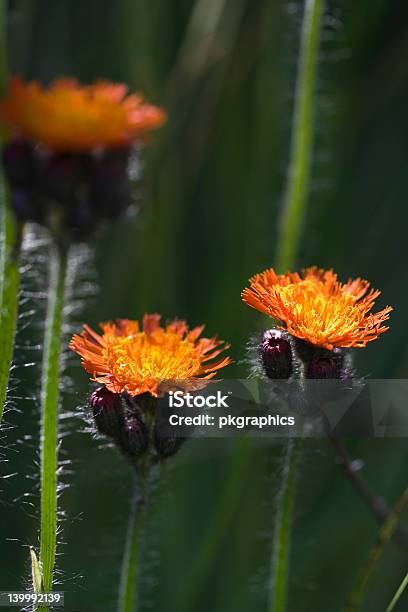 Flores De Orange Foto de stock y más banco de imágenes de Aire libre - Aire libre, Colorido, Detalle de primer plano