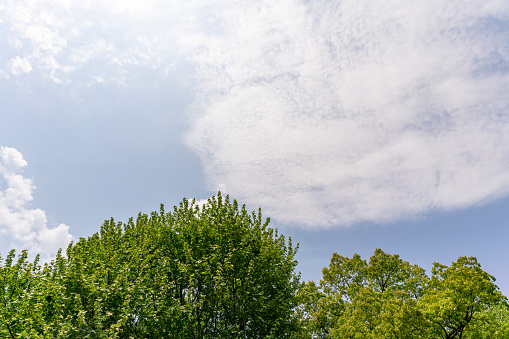 Green tree canopy under blue sky and white clouds
