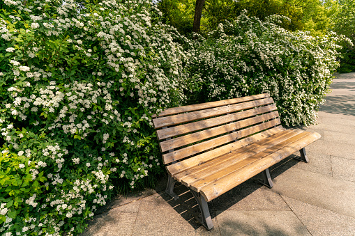 Bench under blooming Fotune's Rose