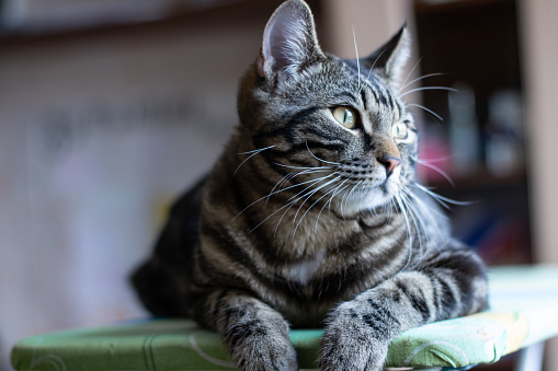 Gray striped cat lies and looks away.