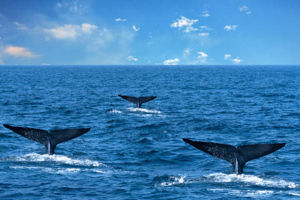 istock While three tails in the ocean water, Sri Lanka 1399922365