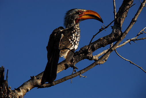 Close up of a wild Yellow-billed Hornbill bird, perched on a bare tree branch against a clear blue sky.  Shot on safari in Northern South Africa.
