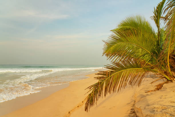 Tropical paradise idyllic beach - sea, palm tree and the beach. Ceylon