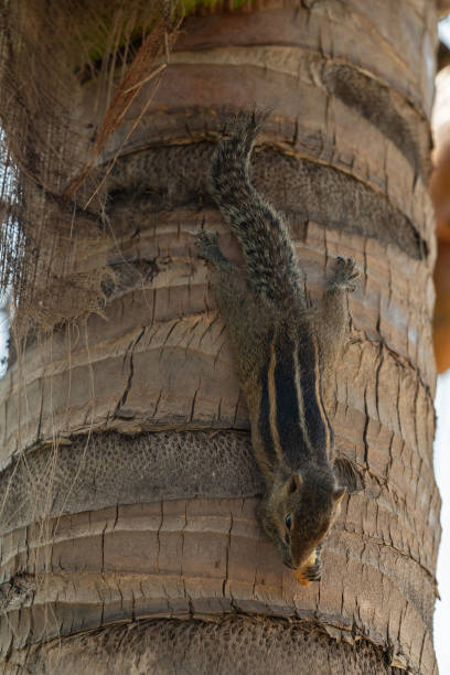 istock hipmunk on the palm tree eating cookie, Sri Lanka 1399922508