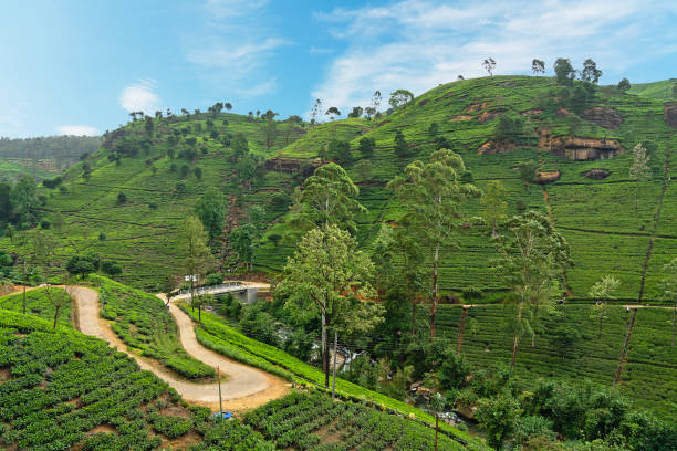 grüne hügellandschaft mit teeplantagen in sri lanka, nuwara eliya - ceylon tea stock-fotos und bilder