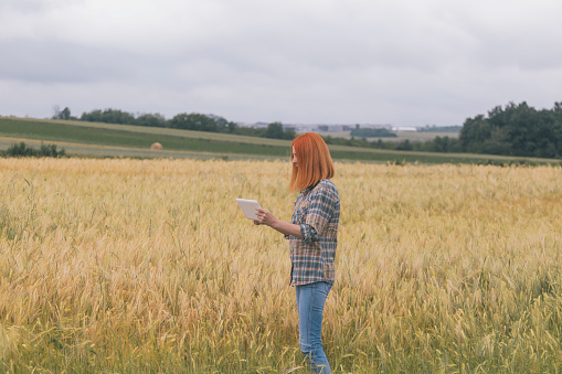 Female agronomist inspecting wheat crops using digital tablet
