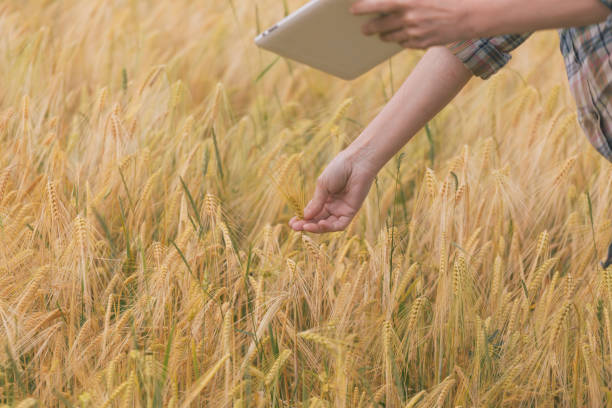 istock Inspecting crops at wheat agricultural field 1399922569