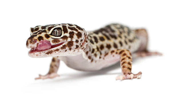istock Leopard gecko, Eublepharis macularius, in front of white background 139992302