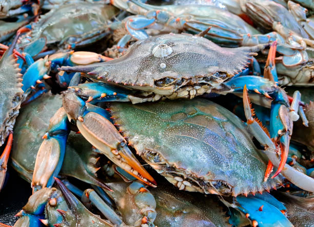 blue crab at the fish market, fishmonger blue crab at the fish market, fishmonger fish market stock pictures, royalty-free photos & images