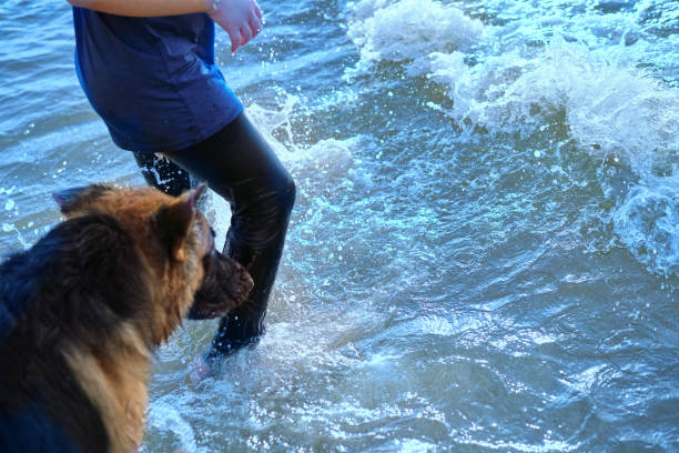 dog with owner on the beach