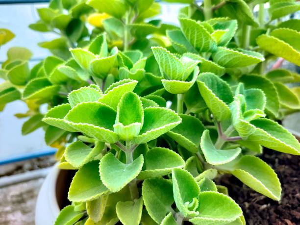 Closeup view of Ajwain plant Closeup view of Ajwain plant ajwain plant stock pictures, royalty-free photos & images