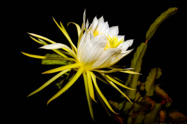 Dragon fruit cactus bloom ( Selenicereus undatus ) at night in Majorca , Spain Selenicereus undatus, the white-fleshed pitahaya, is a species of Cactaceae and is the most cultivated species in the genus. It is used both as an ornamental vine and as a fruit crop - the pitahaya or dragon fruit. The native origin of the species has never been resolved. night blooming cereus stock pictures, royalty-free photos & images