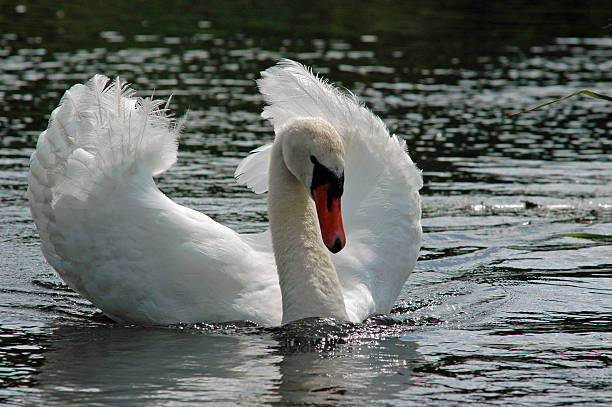 swan - foto de acervo