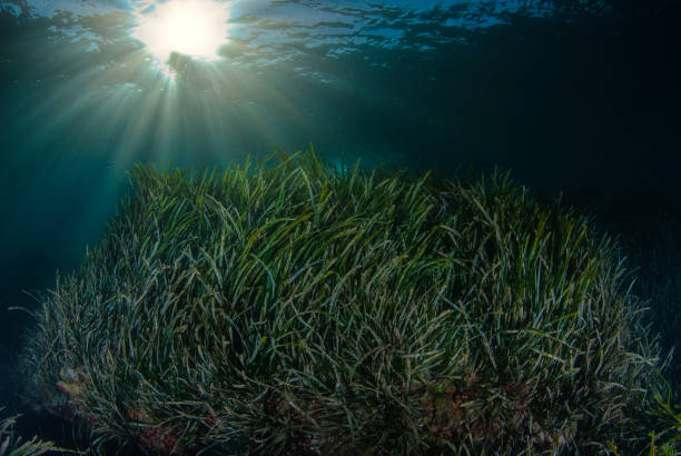 seagrass posidonia oceanica in the mediterranean sea - water plant fotos imagens e fotografias de stock