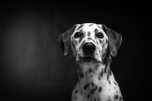 porträt eines dalmatiners auf isoliertem schwarzem hintergrund. - obedience pets loneliness looking at camera stock-fotos und bilder