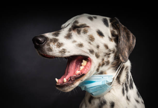 Portrait of a Dalmatian breed dog in a protective medical mask, on a black background. stock photo