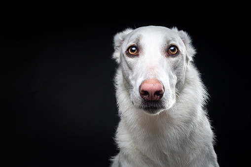 Portrait of a white dog, on an isolated black background. Shot in the studio, in a dark key.