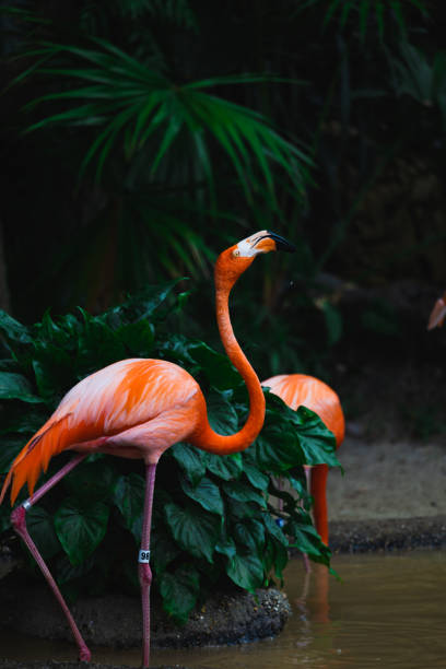 день зоопарка - american flamingo стоковые фото и изображения