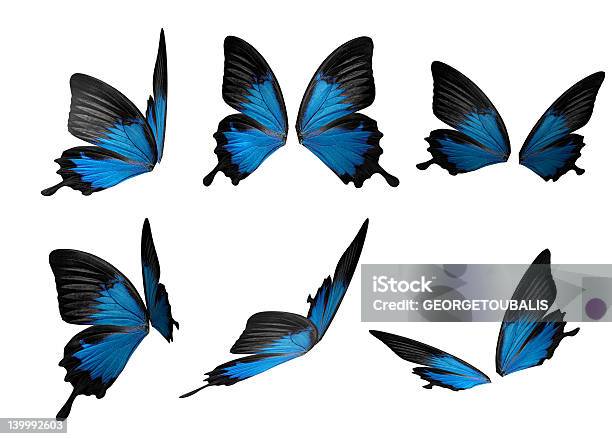 Vuelo De La Mariposa Foto de stock y más banco de imágenes de Adulto - Adulto, Azul, Contemplación