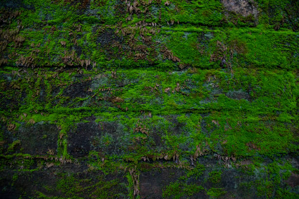 istock Green moss on the old brick wall has an abstract background texture 1399926578
