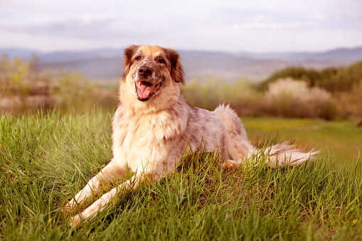 Big dog lying down in meadow grass, forest trees and sky behind, summer or springtime