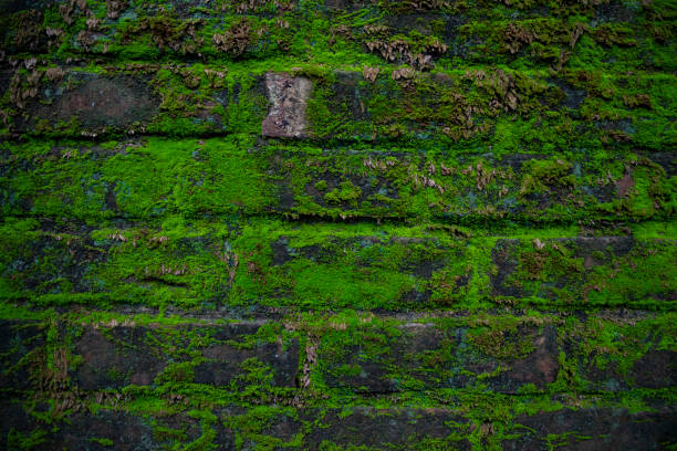 istock Green moss on the old brick wall has an abstract background texture 1399926648