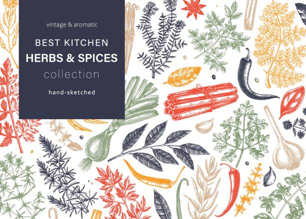Herbs and spices vector banner Hand-drawn herbs and spices vector background in color. Hand-sketched food illustration. Aromatic plants hand-drawing. Kitchen herbs and spice frame template in sketched style for menu or banners cooking borders stock illustrations