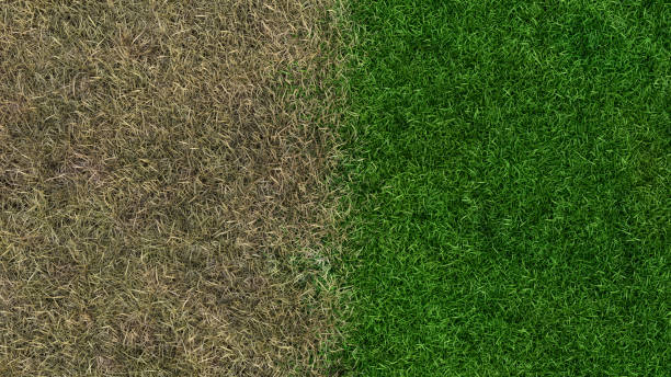 lawn fertilizer before and after landscaping growing sward 3D illustration