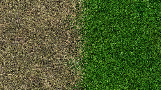 landscaping lawn fertilizer before/after gardening maintenance fertilizing grass sward 3D illustration