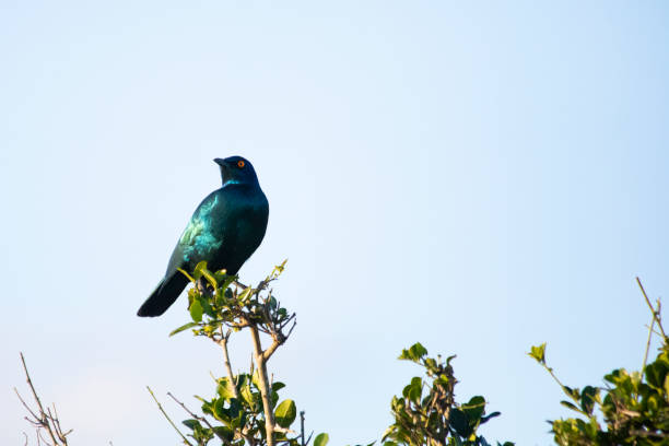 istock African Wildlife Safari 1399932015