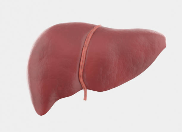 Healthy Human Liver stock photo