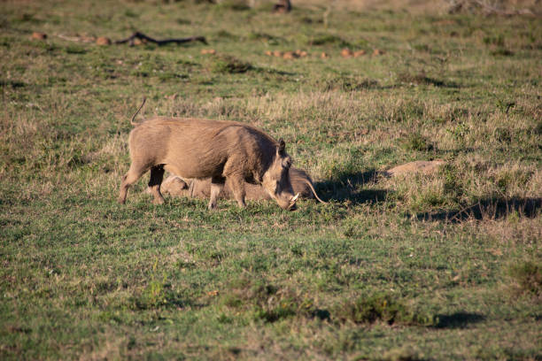 istock African Wildlife Safari 1399932800