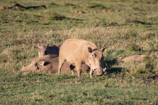 istock African Wildlife Safari 1399932801