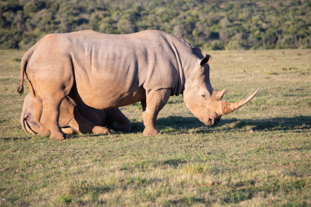 istock African Wildlife Safari 1399932932