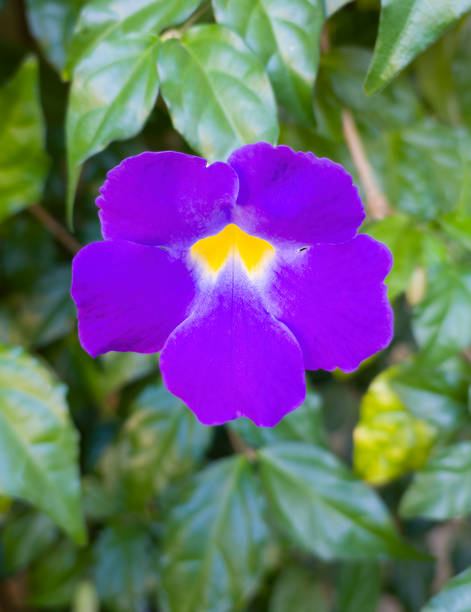 istock A violet flower alone in the garden 1399932980