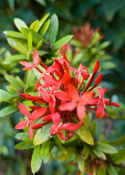 istock A red flower alone in the garden 1399932982