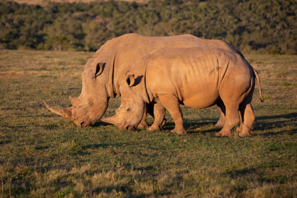 istock African Wildlife Safari 1399933094