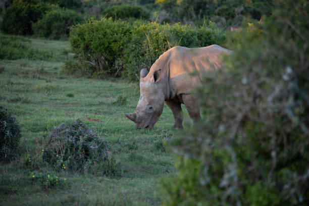Endangered white Rhinoceros in an African Game Sanctuary.