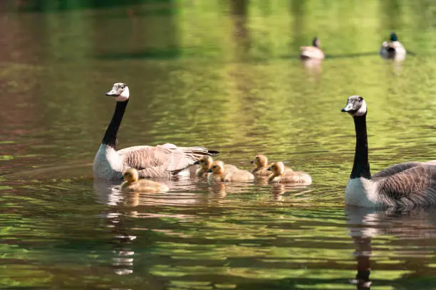 Photo of Family