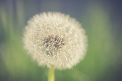 dandelion close-up macro background.