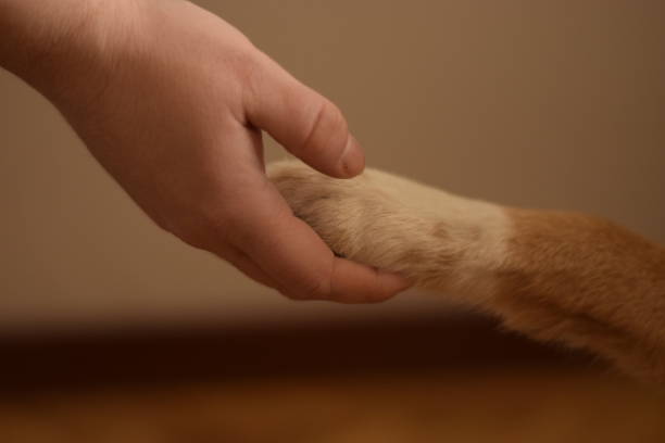 istock The dog, man's best friend 1399934954